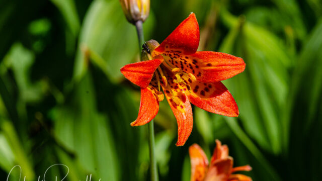 Lilium parvum Alpine lily (aka Sierra tiger lily), Lilium parvum