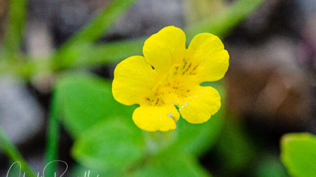 Erythranthe moschata Musk monkeyflower, Erythranthe moschata