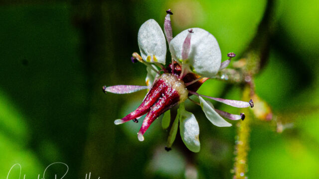 Micranthes odontoloma Brook saxifrage, Micranthes odontoloma