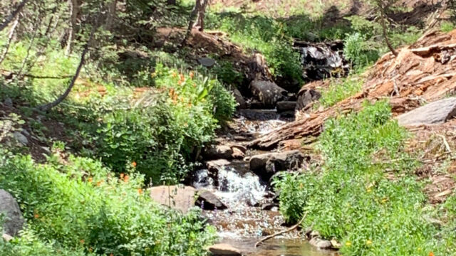 Looking up Blackwood Creek Looking up Blackwood Creek