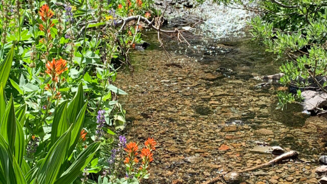 Blackwood creek, with lupines, paintbrush, willows, corn lily, butterweed Blackwood creek, with lupines, paintbrush, willows, corn lily, butterweed