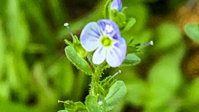 Veronica serpyllifolia ssp. humifusa Thyme leaved speedwell, Veronica serpyllifolia ssp. humifusa