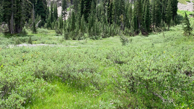 Hidden meadow