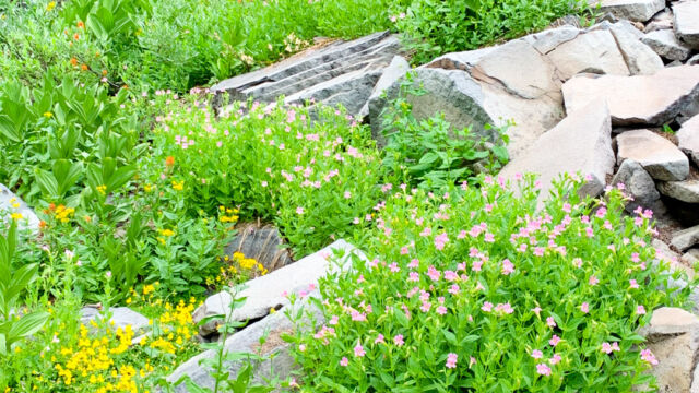 Flowers at the edge of the rockfall, where water runs from under the rocks Flowers at the edge of the rockfall, where water runs from under the rocks