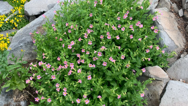 Erythranthe erubescens California blushing monkeyflower, Erythranthe erubescens