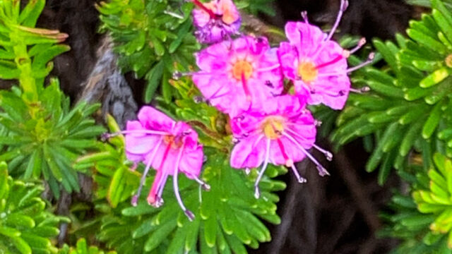 Phyllodoce breweri Purple mountainheath, Phyllodoce breweri