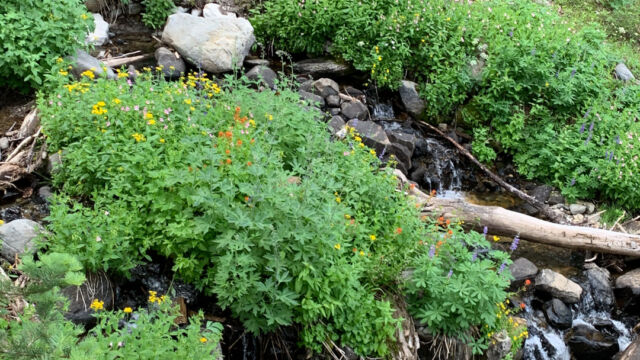Lower stream garden Hidden Meadow