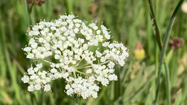 Perideridia bolanderi ssp. bolanderi Bolander's yampah, Perideridia bolanderi ssp. bolanderi
