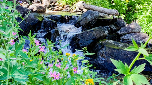 Monkeyflower and the stream Monkeyflower and the stream