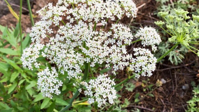 Angelica breweri Brewer's angelica, Angelica breweri