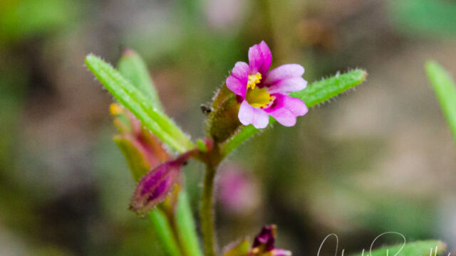 Erythranthe breweri Brewer's monkeyflower, Erythranthe breweri