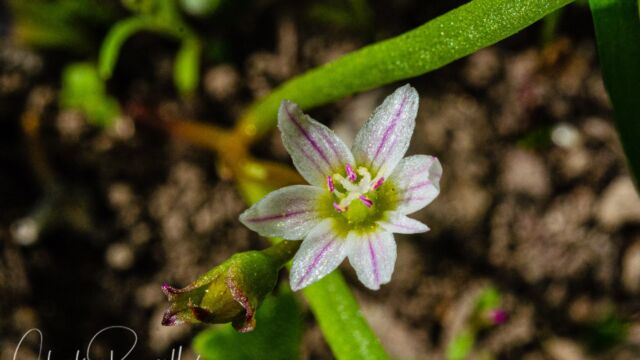 Lewisia triphylla Three leaved lewisia, Lewisia triphylla