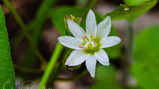 Lewisia nevadensis Nevada lewisia, Lewisia nevadensis