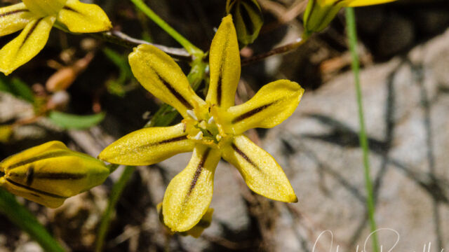 Triteleia ixioides ssp. scabra Foothill triteleia, Triteleia ixioides ssp. scabra