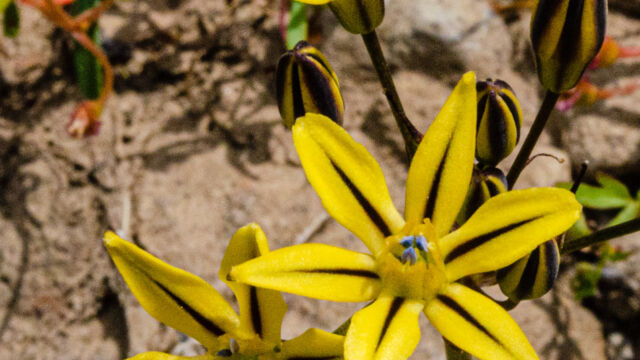 Triteleia ixioides ssp. scabra Foothill triteleia, Triteleia ixioides ssp. scabra