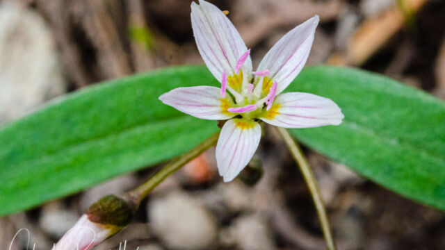 Claytonia lanceolata Lanceleaf springbeauty, Claytonia lanceolata
