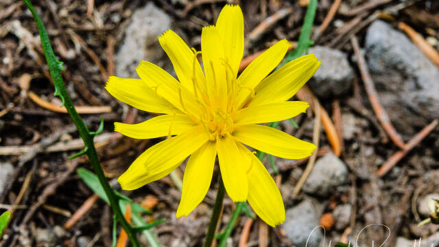 Agoseris parviflora Cut-leaf agoseris, Agoseris parviflora