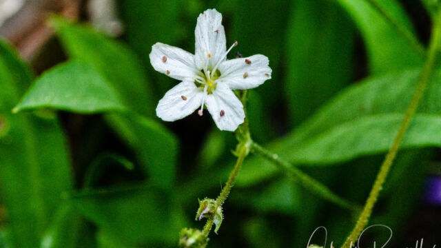 Eremogone kingii var. glabrescens King's smooth sandwort, Eremogone kingii var. glabrescens