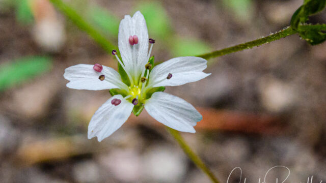 Eremogone kingii var. glabrescens King's smooth sandwort, Eremogone kingii var. glabrescens