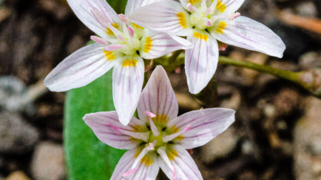 Claytonia lanceolata Lanceleaf springbeauty, Claytonia lanceolata