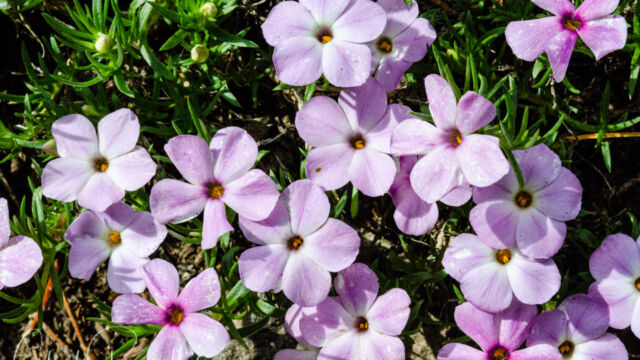 Phlox diffusa Spreading phlox, Phlox diffusa