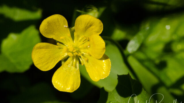 Ranunculus alismifolius var. alismellus Plantainleaf buttercup, Ranunculus alismifolius var. alismellus