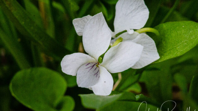 Viola macloskeyi Macloskey's violet, Viola macloskeyi