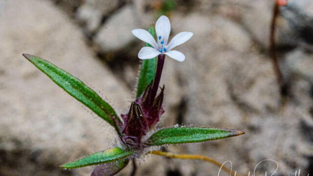 Allophyllum gilioides Dense false gilyflower, Allophyllum gilioides