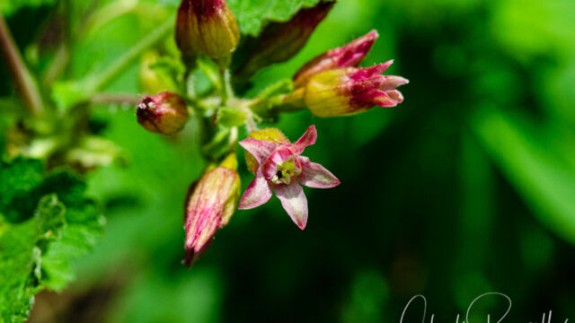 Ribes nevadense Sierra currant, Ribes nevadense