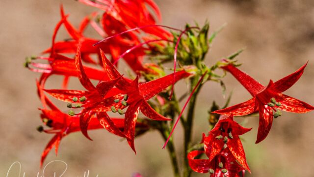Ipomopsis aggregata ssp. aggregata Scarlet gilia, Ipomopsis aggregata ssp. aggregata