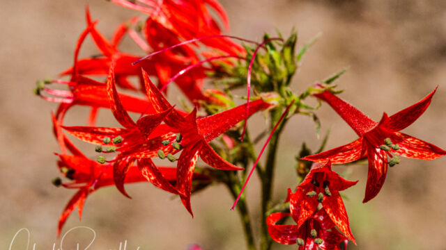 Ipomopsis aggregata ssp. aggregata Scarlet gilia, Ipomopsis aggregata ssp. aggregata