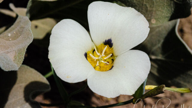 Calochortus leichtlinii (2017) Leichtlin's mariposa lily, Calochortus leichtlinii