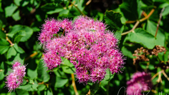 Spiraea splendens Rose meadowsweet, Spiraea splendens