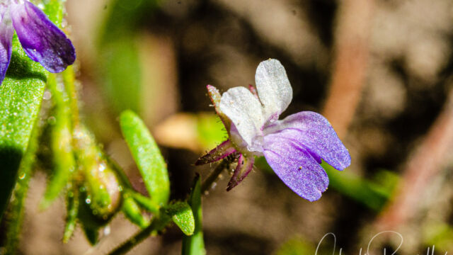 Collinsia parviflora Small flowered blue eyed mary, Collinsia parviflora