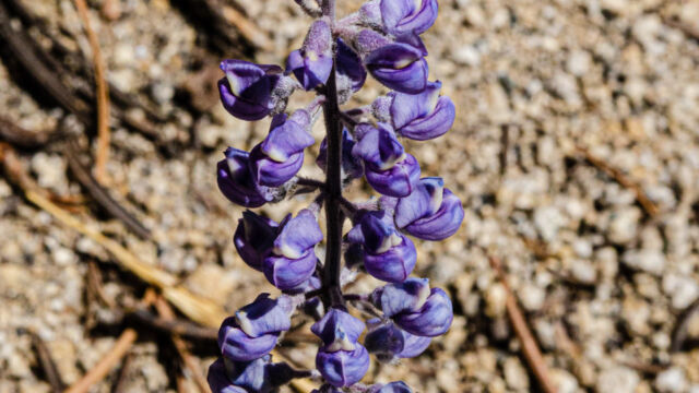 Lupinus argenteus Silvery lupine, Lupinus argenteus