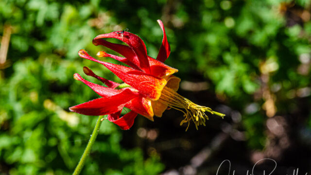 Aquilegia formosa Western columbine, Aquilegia formosa