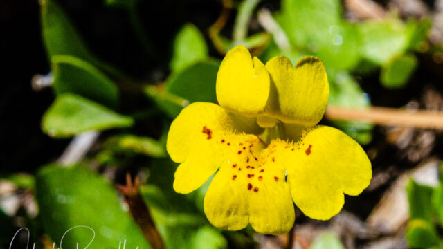 Erythranthe primuloides Primrose monkeyflower, Erythranthe primuloides