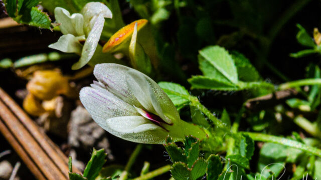 Trifolium monanthum Mountain carpet clover, Trifolium monanthum