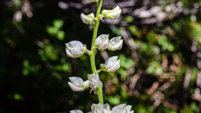 Lupinus albicaulis Sicklekeel lupine, Lupinus albicaulis