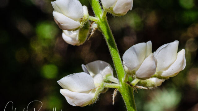 Lupinus albicaulis Sicklekeel lupine, Lupinus albicaulis