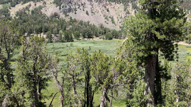 View of the upper meadow from the trail. We didn't go down here. The trail loops around to the far side of the meadow Galena Falls trail
