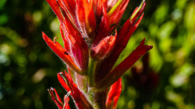 Castilleja miniata ssp. miniata Scarlet paintbrush, Castilleja miniata ssp. miniata