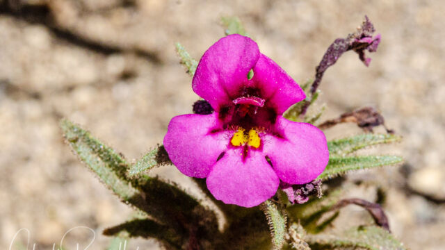 Diplacus nanus Dwarf monkey flower, Diplacus nanus