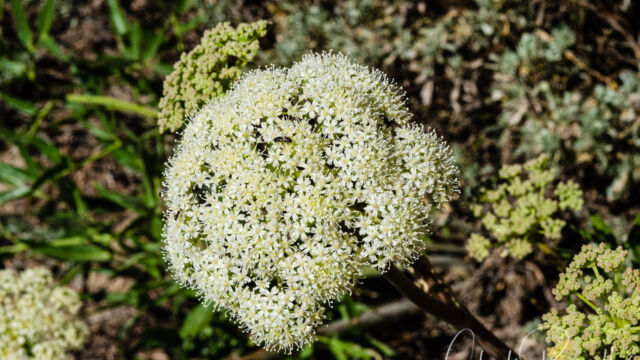 Angelica breweri Brewer's angelica, Angelica breweri