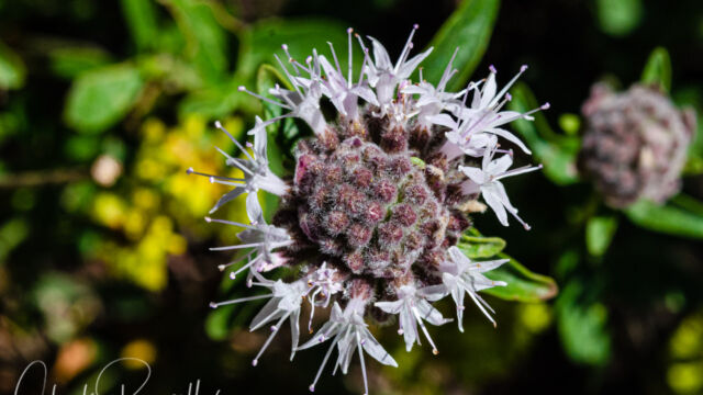 Monardella odoratissima ssp. pallida Coyote mint, Monardella odoratissima ssp. pallida