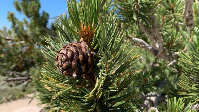 Pinus albicaulis Whitebark pine, Pinus albicaulis