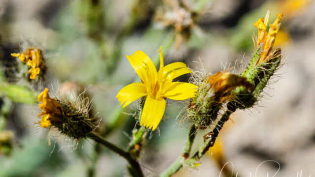 Hieracium horridum Prickly hawkweed, Hieracium horridum