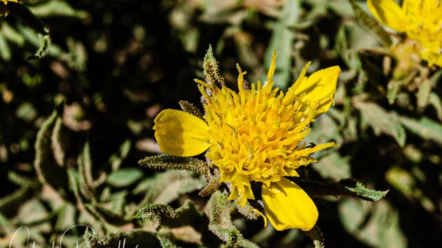 Ericameria bloomeri