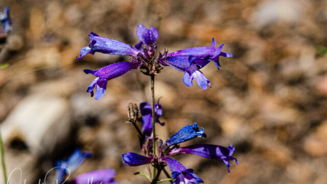 Penstemon gracilentus Slender penstemon, Penstemon gracilentus
