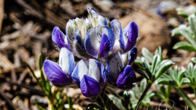 Lupinus breweri Brewer's lupine, Lupinus breweri